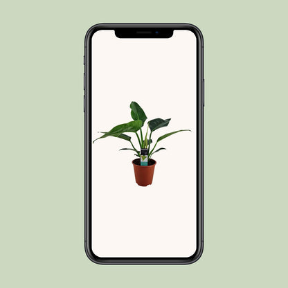 Philodendron Congo Millions – Pflegeleichte Zimmerpflanze Ø19cm
