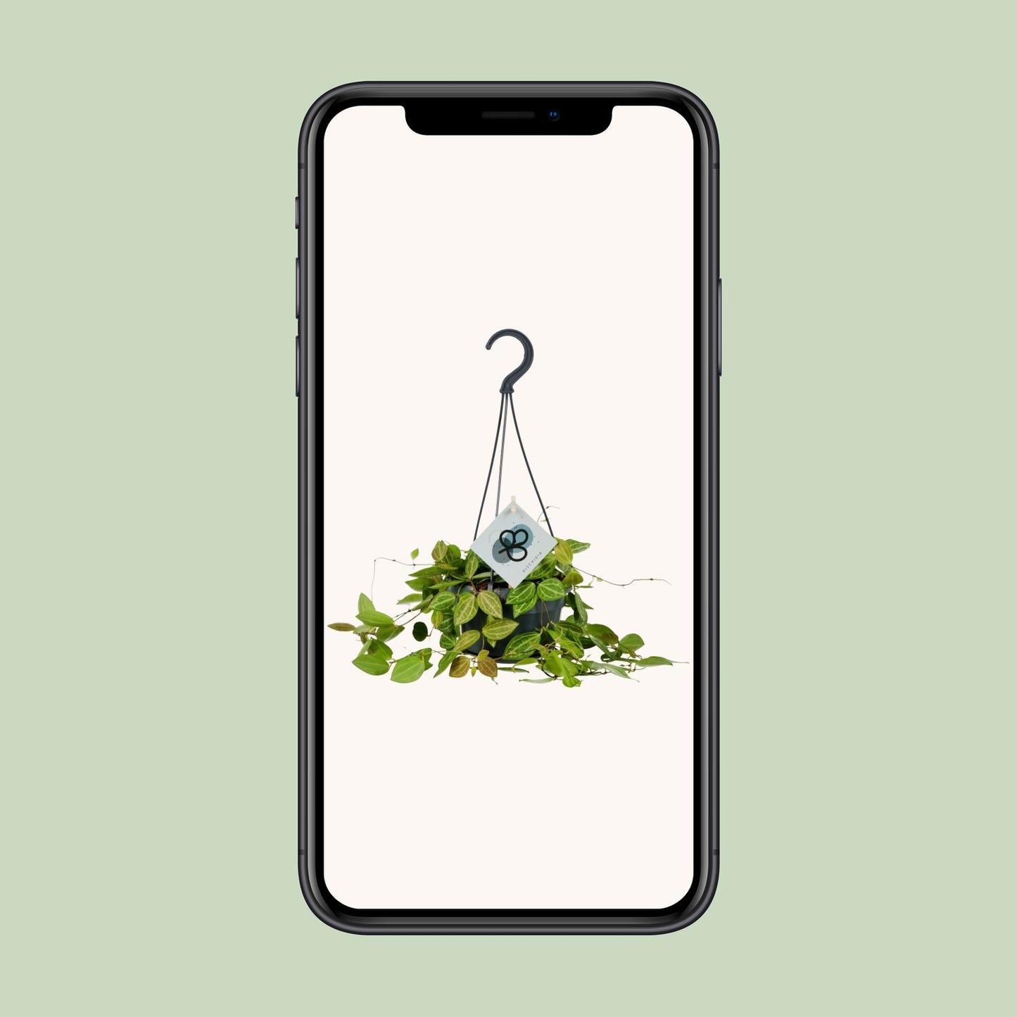 Dischidia Ovata – Pflegeleichte Ameisenpflanze Ø14cm