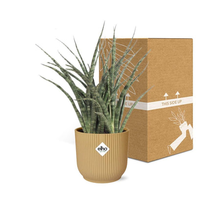 Sansevieria Fernwood Punk in ELHO Vibes Fold 14cm Gelb