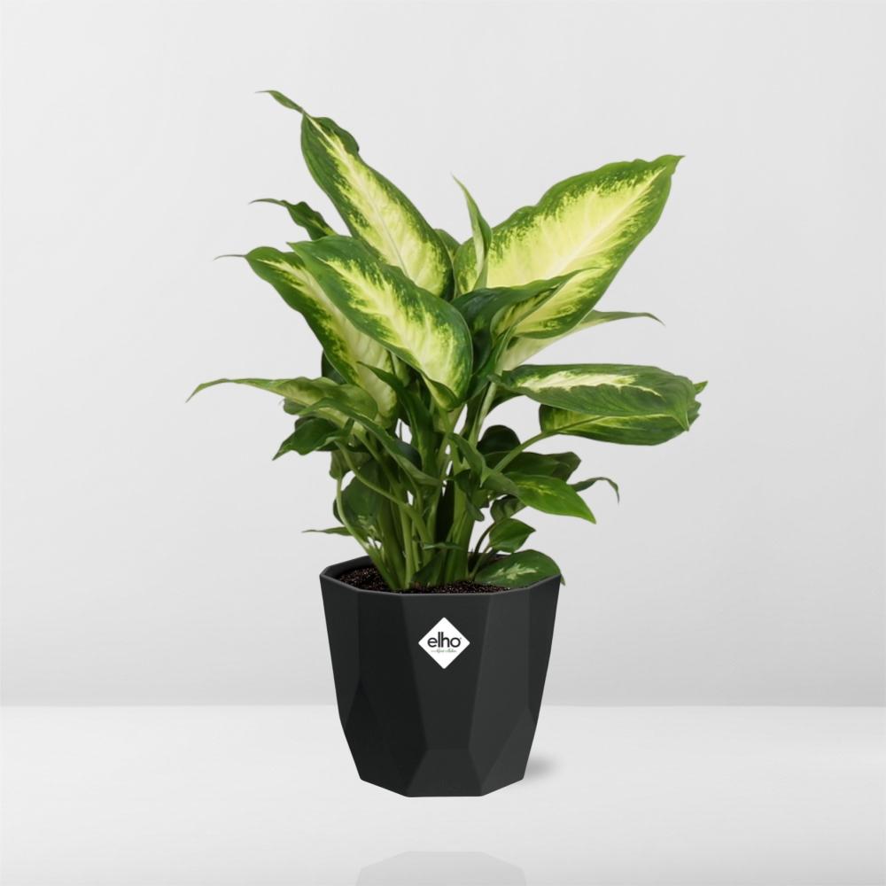Dieffenbachia ‘Camilla’ – Pflegeleichte Zimmerpflanze 14 cm