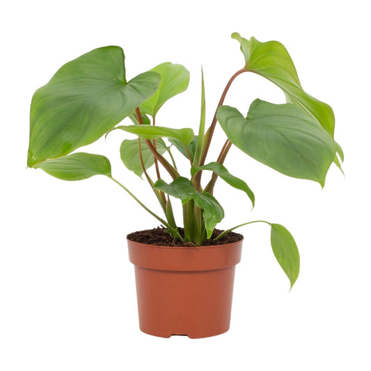 Homalomena Maggy – Pflegeleichte Glücksfeder Ø12cm