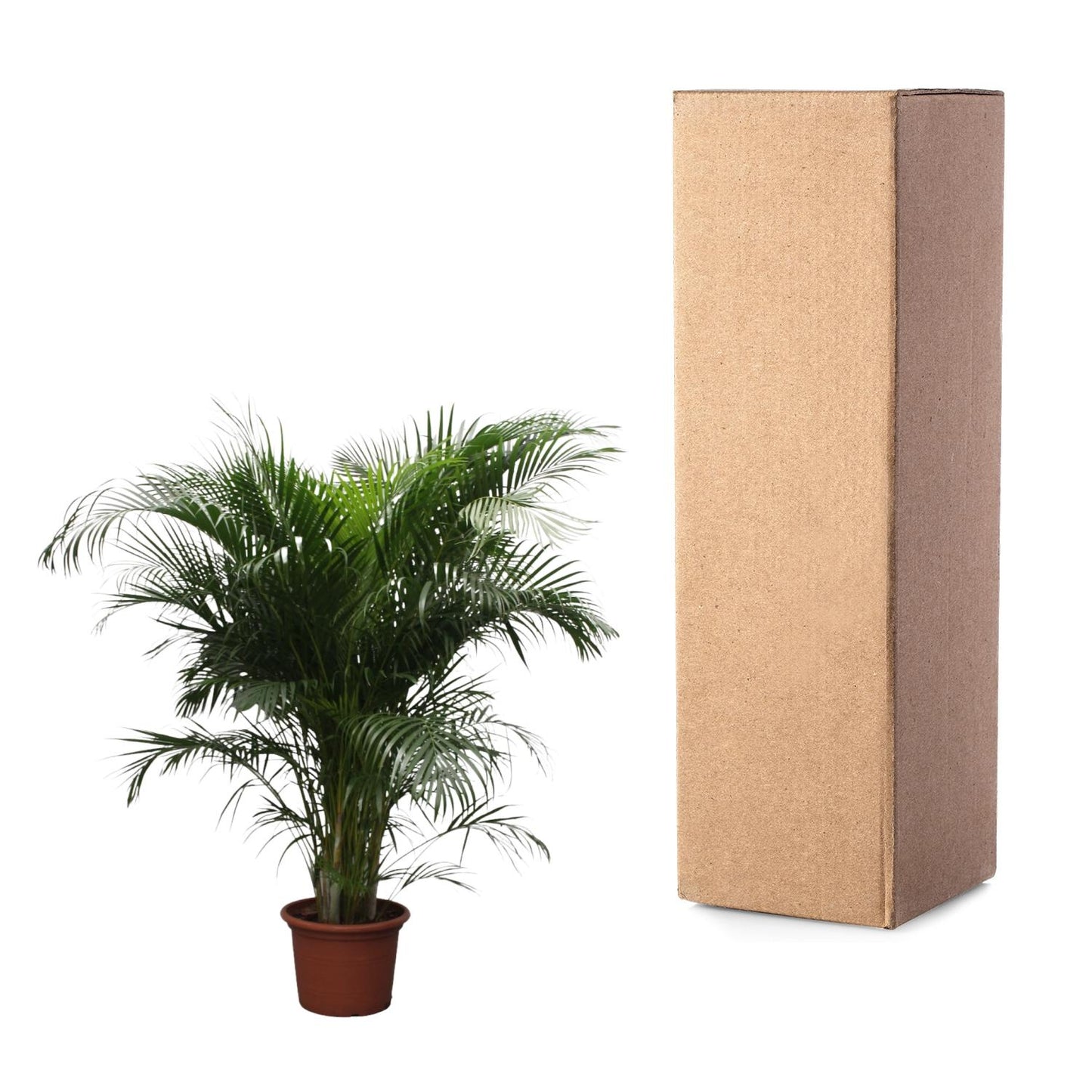Dypsis Lutescens (Goldpalme) – 230 cm, ø40 cm
