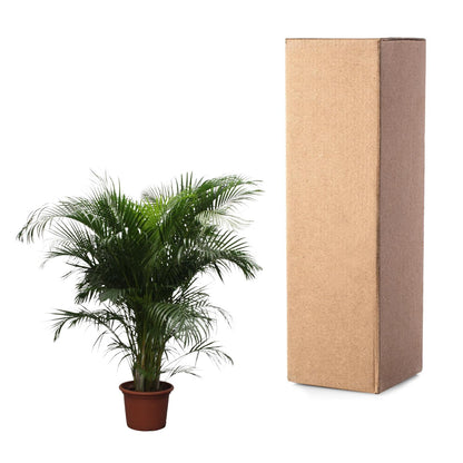 Dypsis Lutescens (Goldpalme) – 230 cm, ø40 cm
