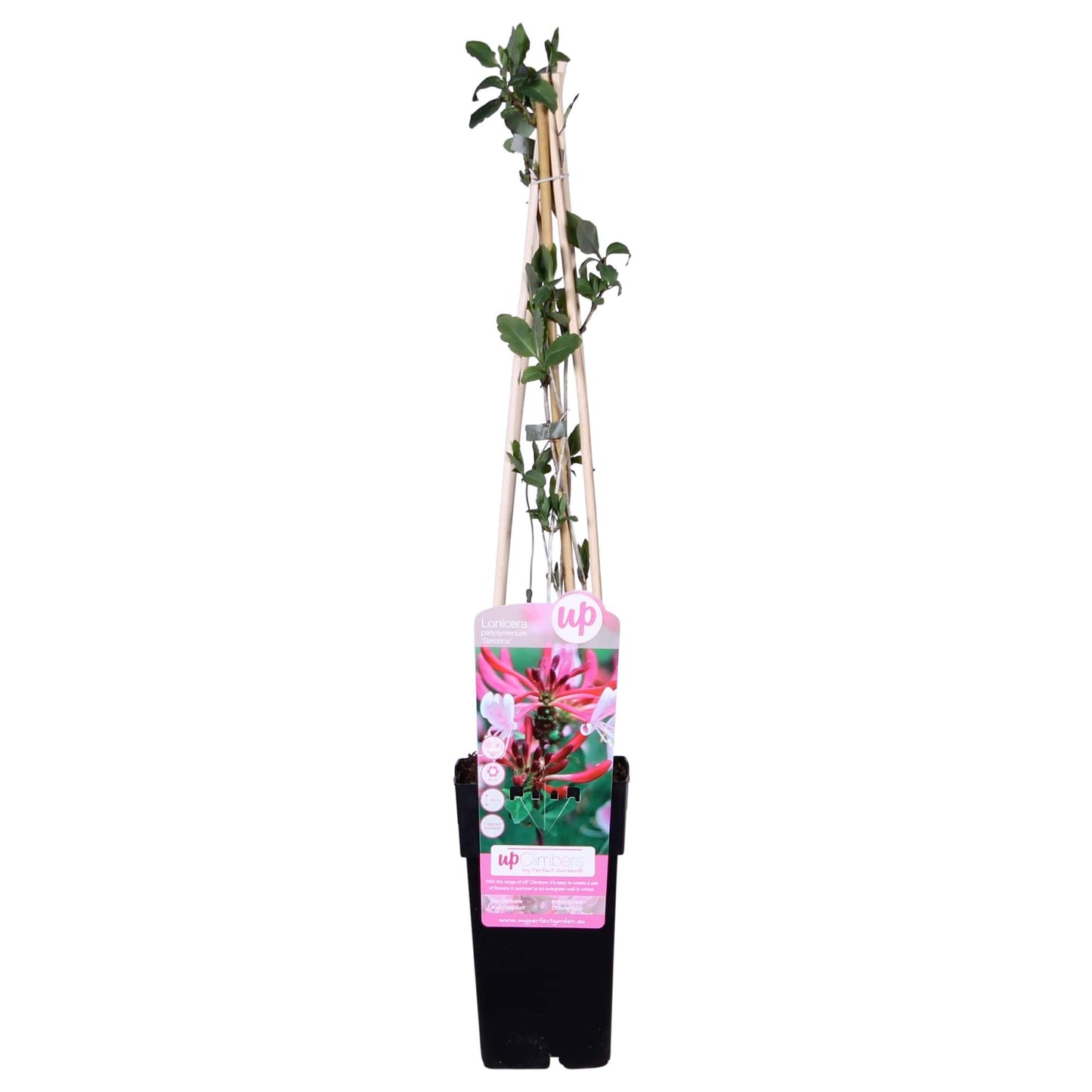 Duft-Heckenkirsche 'Serotina' – Duftende Kletterpflanze Ø15cm