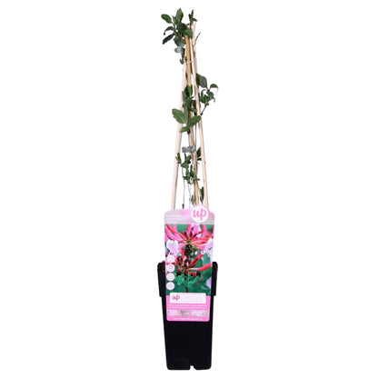 Duft-Heckenkirsche 'Serotina' – Duftende Kletterpflanze Ø15cm