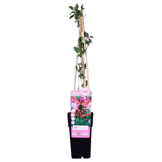 Duft-Heckenkirsche 'Serotina' – Duftende Kletterpflanze Ø15cm