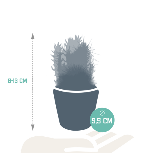 Kakteenmischung 5x im handbemalten Mexiko-Pot 5,5 cm