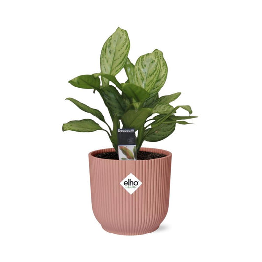 Aglaonema Christina in ELHO Vibes Fold 14cm rosa