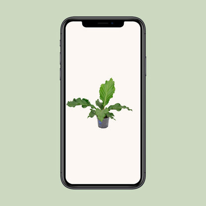 Anthurium Birdnest – Pflegeleichte Zimmerpflanze Ø17 cm
