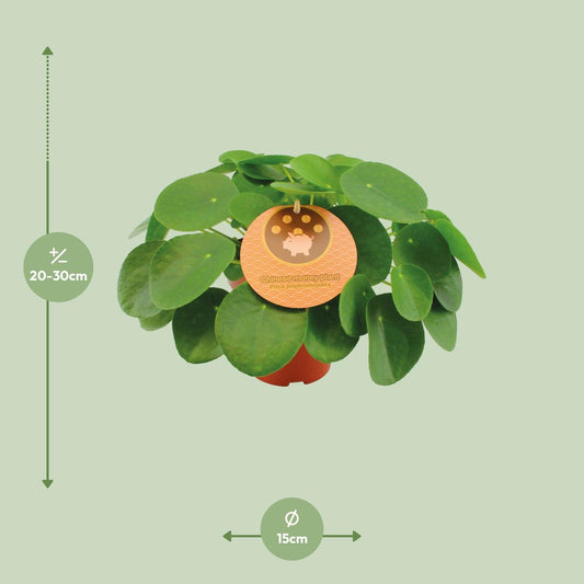 Pilea Peperomioides – Pflegeleichte Zimmerpflanze Ø15cm