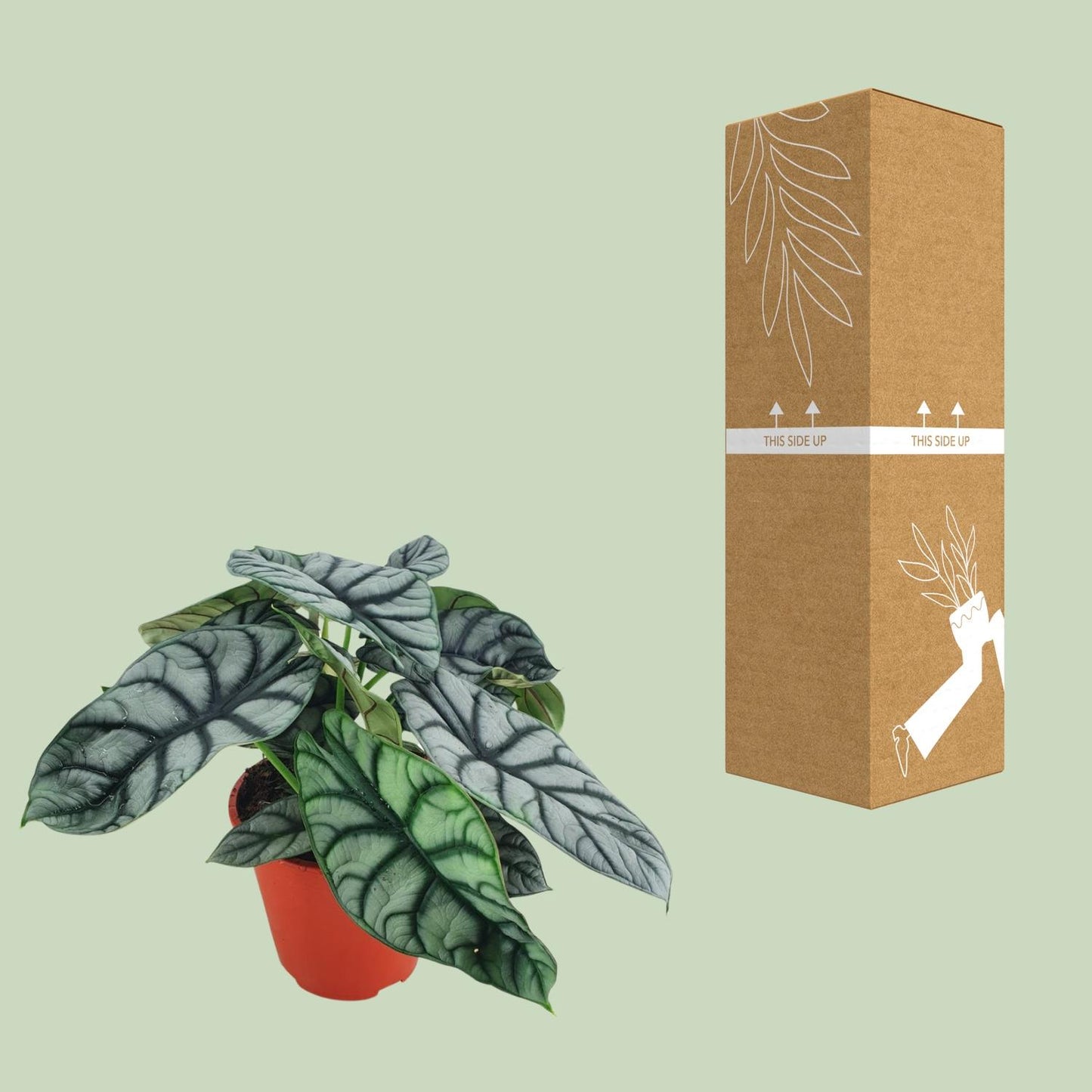 Alocasia Silver Dragon – Exotische Zimmerpflanze Ø19cm