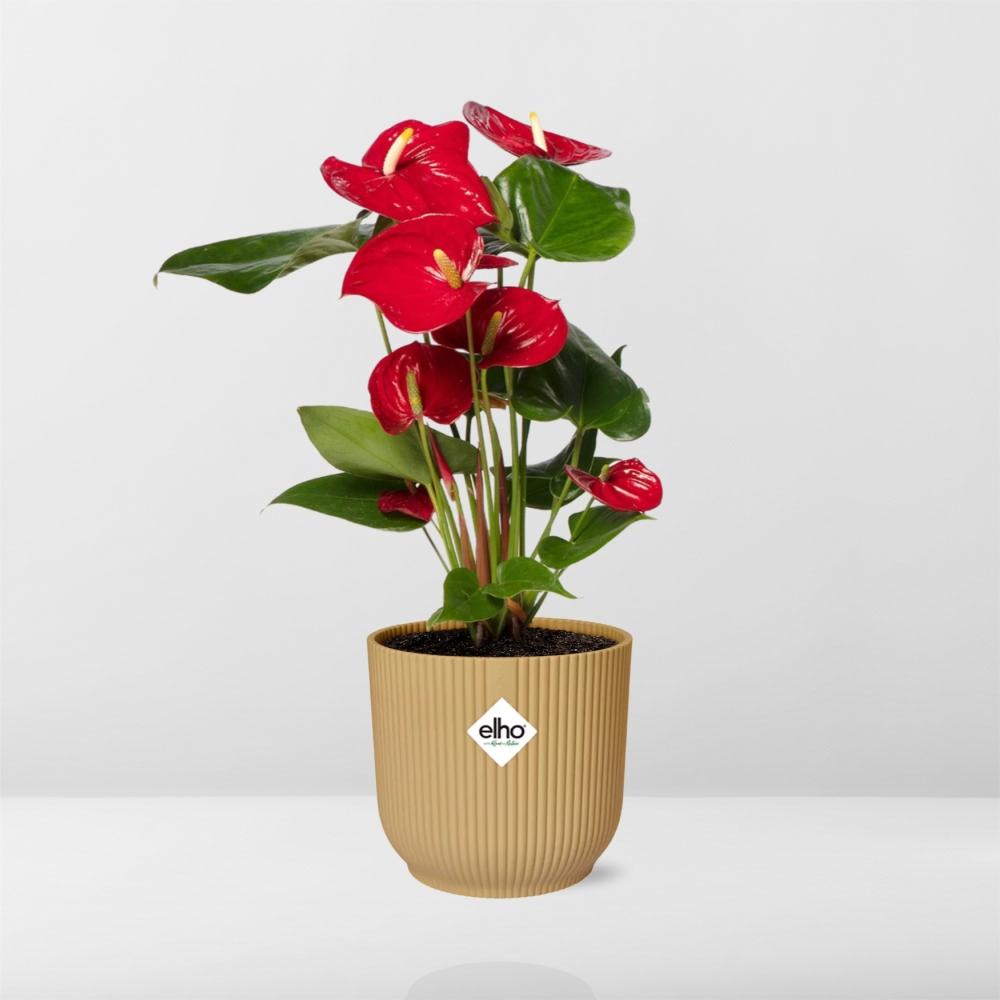 Anthurium Red 12cm im ELHO Vibes Fold Topf Gelb