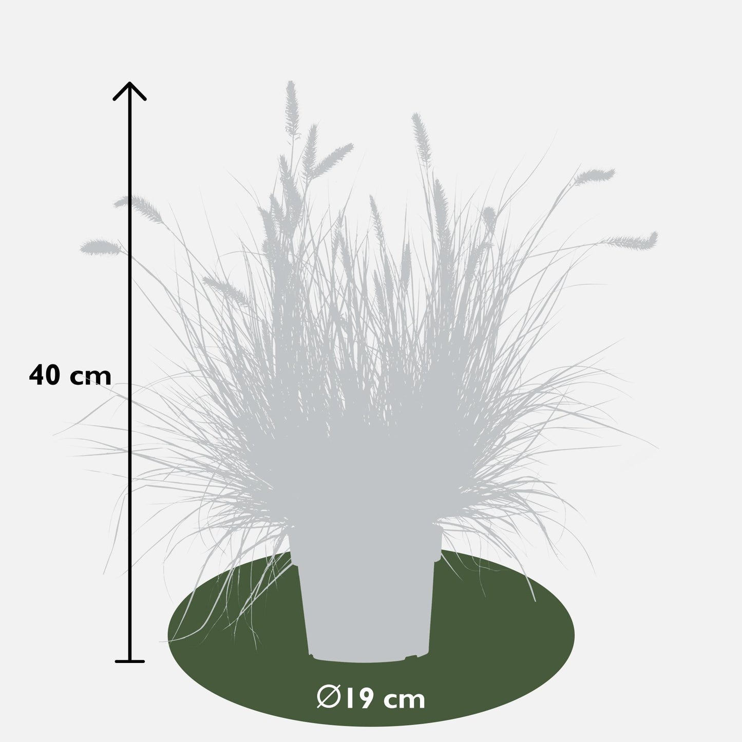 Pennisetum alopecuroides 'Hameln' – Kompaktes Lampenpolgras Ø19cm
