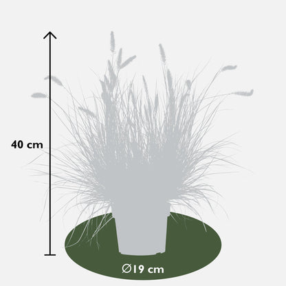 Pennisetum alopecuroides 'Hameln' – Kompaktes Lampenpolgras Ø19cm