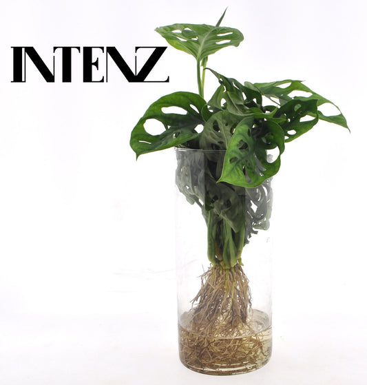 Monstera Deliciosa im Glaszylinder Ø12cm, 25cm hoch