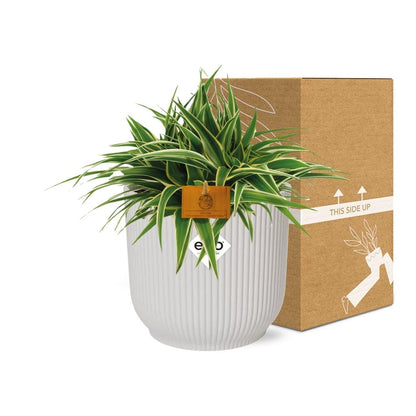 Chlorophytum Ocean 15cm mit ELHO Vibes Fold Topf weiß
