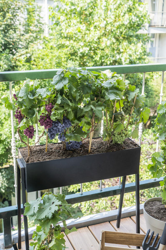 3x Vitis Pixie 'Riesling' – Zwerg-Traube Ø14cm, pflegeleicht & aromatisch