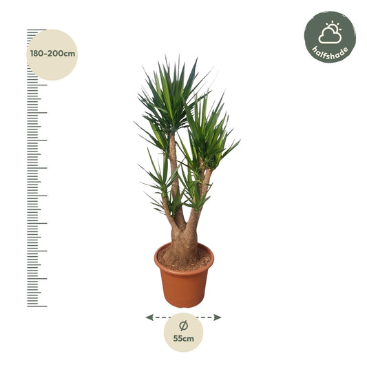 Yucca Elephantipes vertakt – 190 cm, Ø 55 cm, pflegeleicht & robust