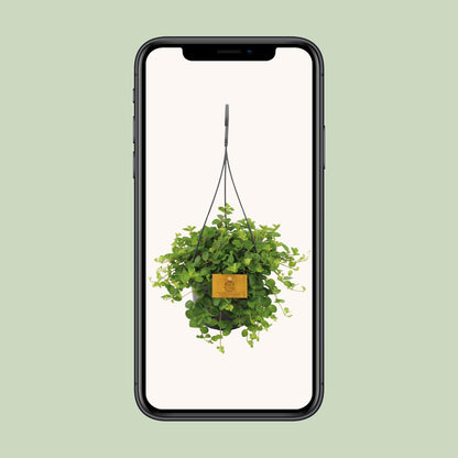 Peperomia Rotundifolia – Pflegeleichte Zimmerpflanze Ø15cm