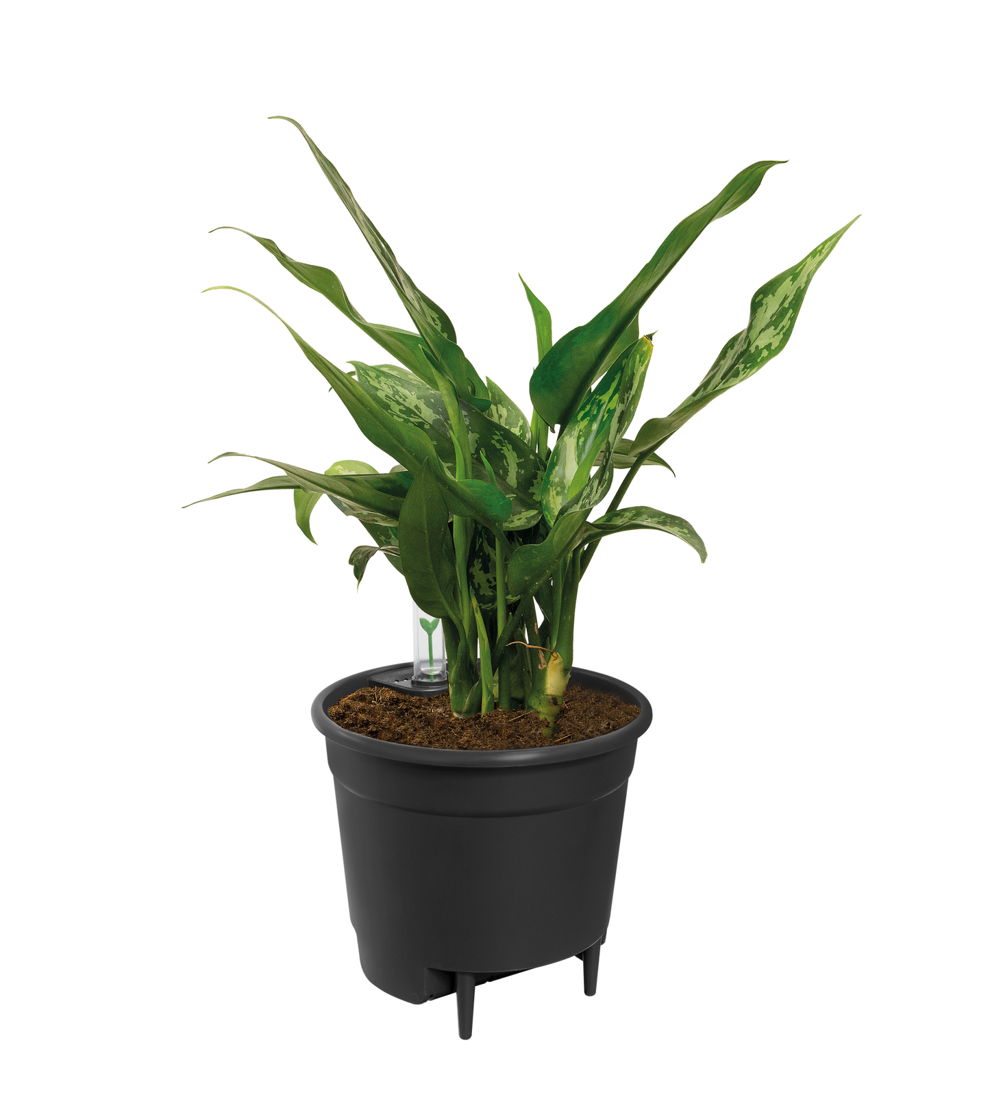 Self Watering Einsatz 33 cm – Automatische Pflanzenbewässerung