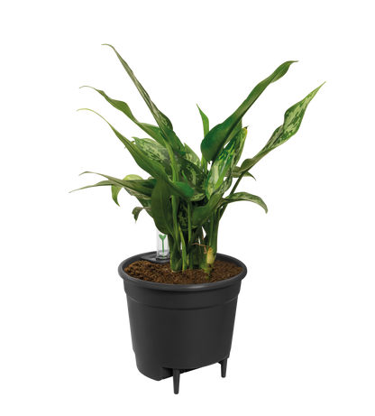 Self Watering Einsatz 33 cm – Automatische Pflanzenbewässerung
