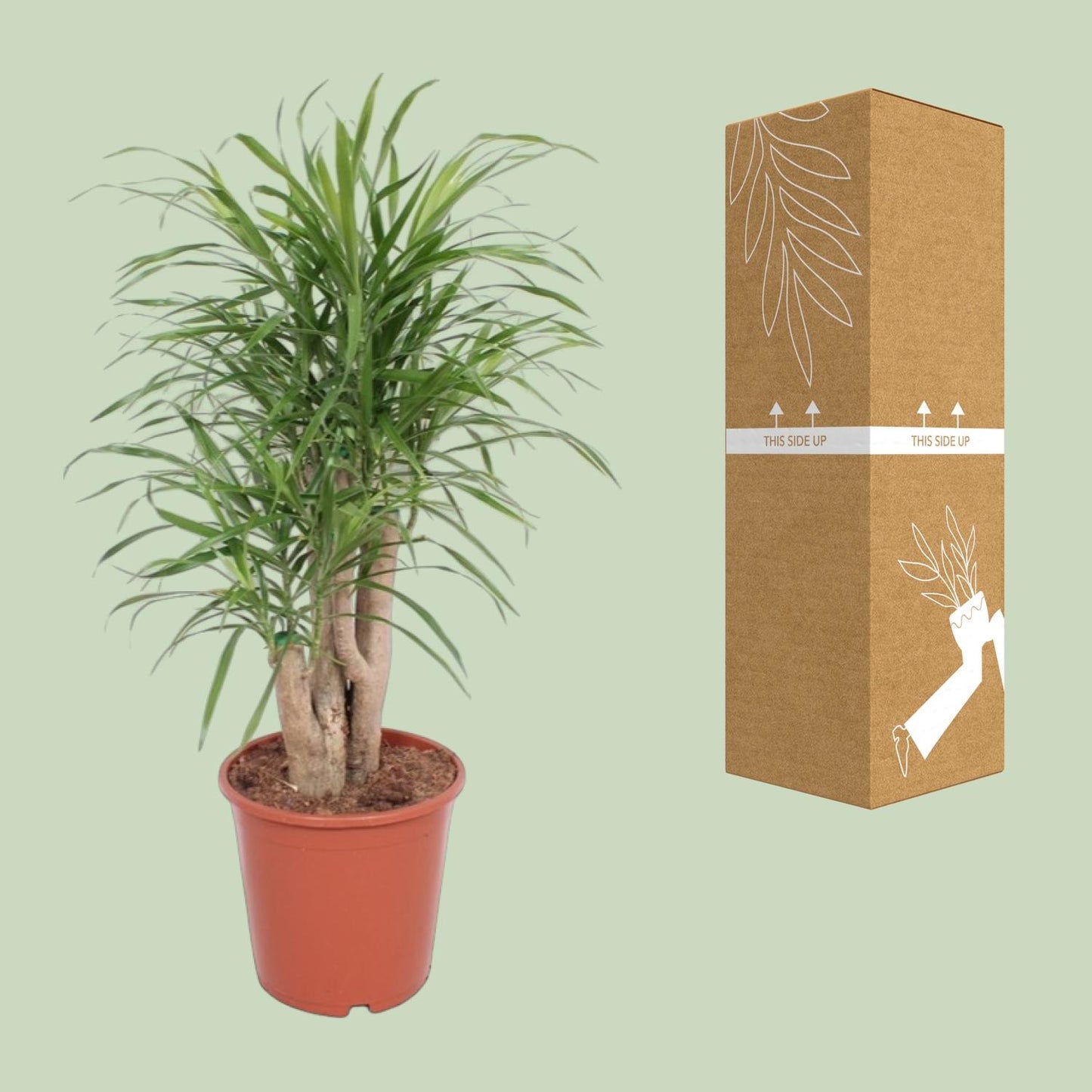 Dracaena Anita – Pflegeleichte exotische Zimmerpflanze Ø21cm