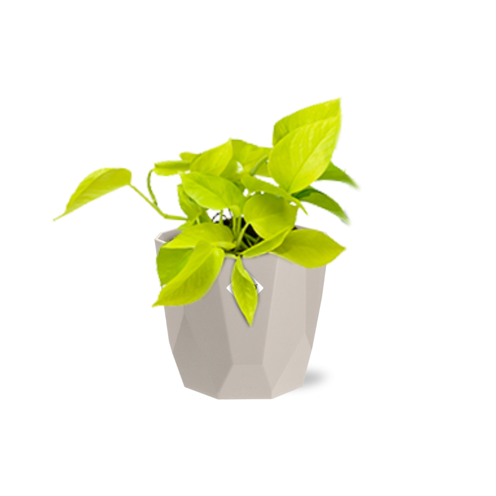 Epipremnum Pinnatum ‘Golden Pothos’ in ELHO b.for rock 14 cm warm grey