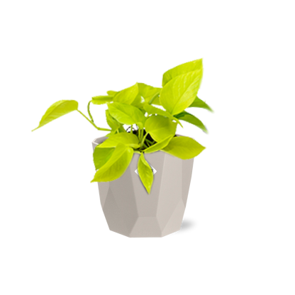 Epipremnum Pinnatum ‘Golden Pothos’ in ELHO b.for rock 14 cm warm grey