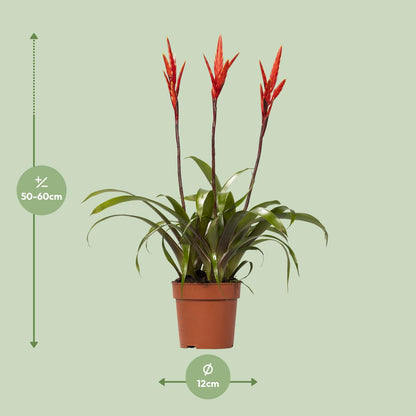 Vriesea Elan Toef – Luftreinigende Zimmerpflanze Ø12cm, 55cm hoch
