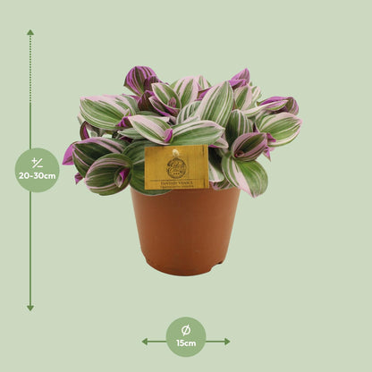 Tradescantia Nanouk – Bunte, pflegeleichte Zimmerpflanze Ø15cm