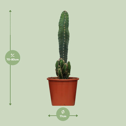 Cereus Peruvianus Florida – Pflegeleichter Wüstenkaktus Ø17cm