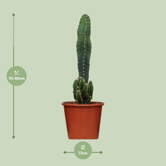 Cereus Peruvianus Florida – Pflegeleichter Wüstenkaktus Ø17cm
