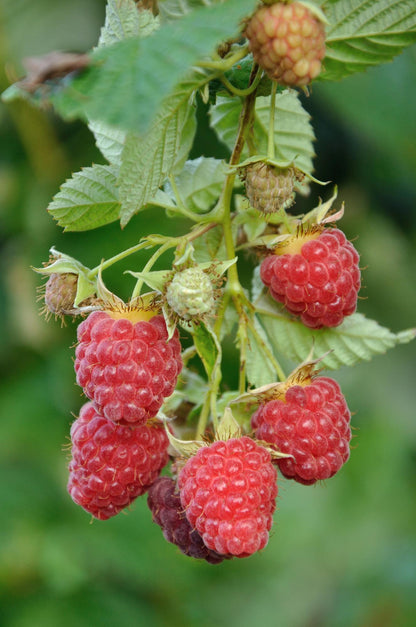 4x Herbsthimbeere 'Autumn' – Aromatische Beeren bis Herbst