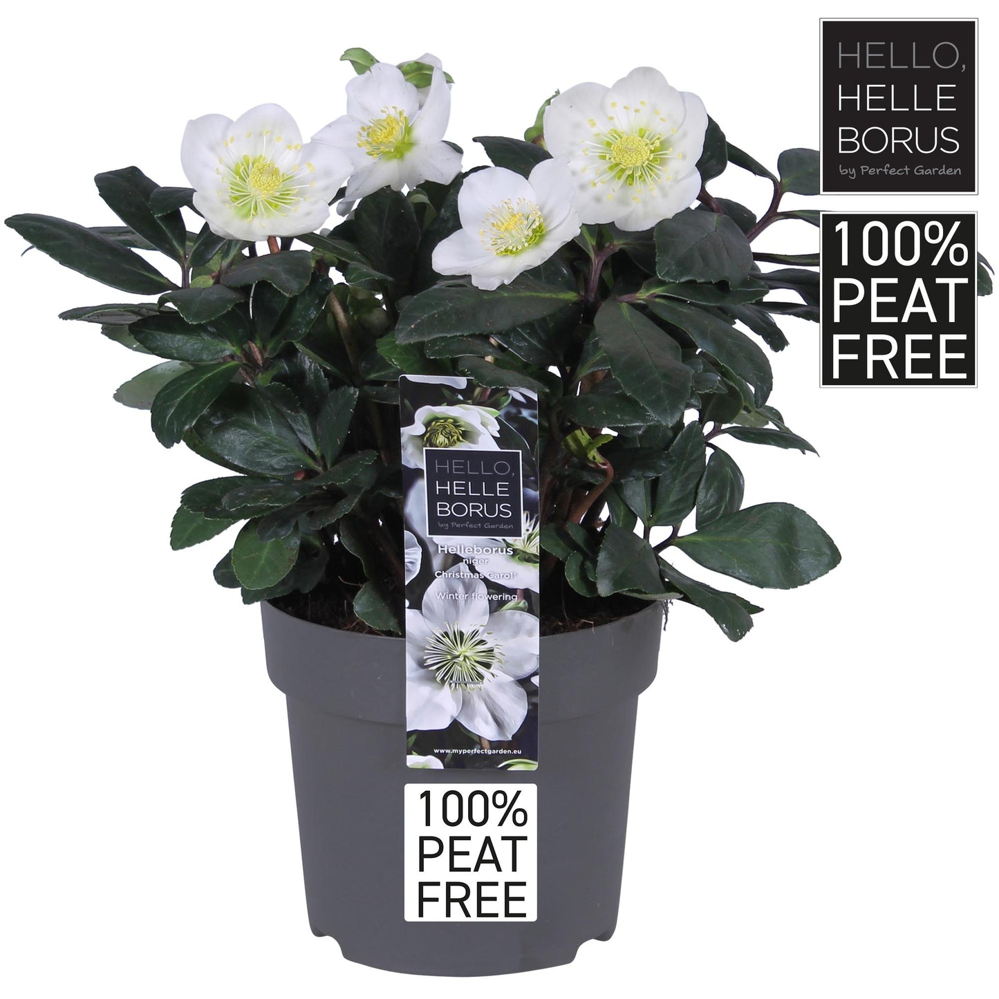 Christrose Helleborus Niger 'Christmas Carol' Ø14cm – 30cm hoch, torffrei