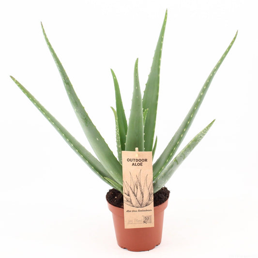 Aloe Vera - Pflegeleichte Heilpflanze Ø14cm, bis 45cm