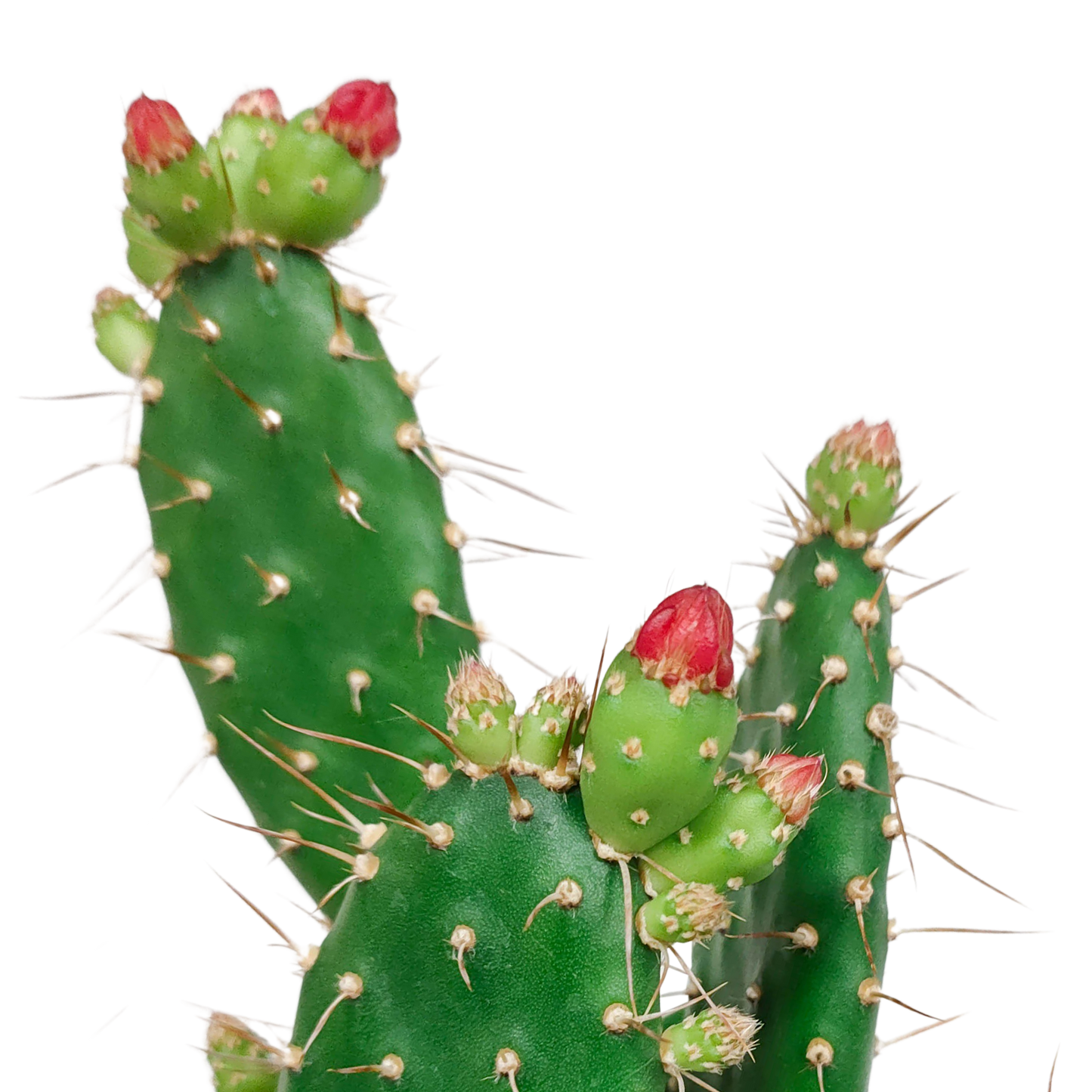 Opuntia quitensis – Pflegeleichte Sukkulente 12 cm