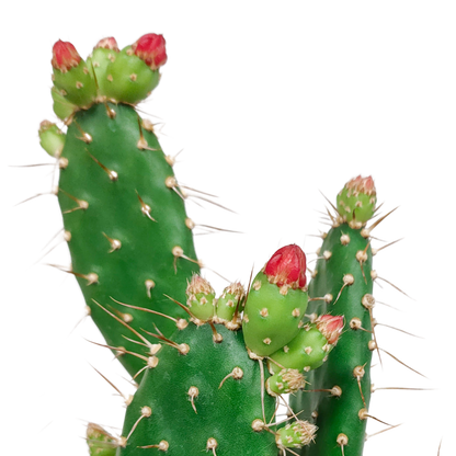 Opuntia quitensis – Pflegeleichte Sukkulente 12 cm