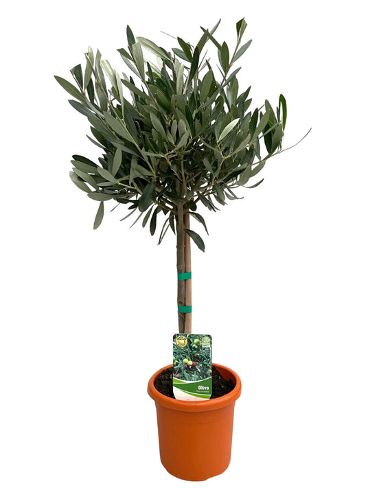Olea Europaea 'op Stam' – Pflegeleichter Olivenbaum Ø15cm