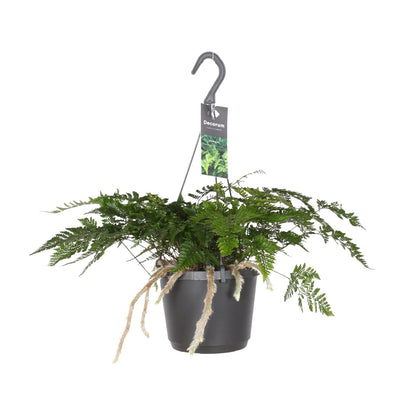 Davallia Bullata – Pflegeleichter Hasenfußfarn Ø17cm