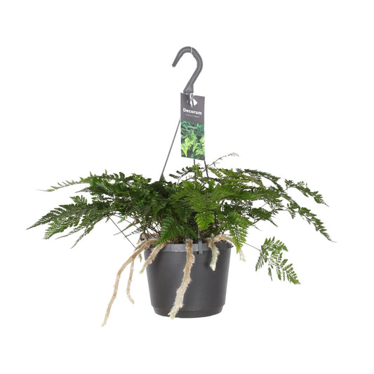 Davallia Bullata – Pflegeleichter Hasenfußfarn Ø17cm