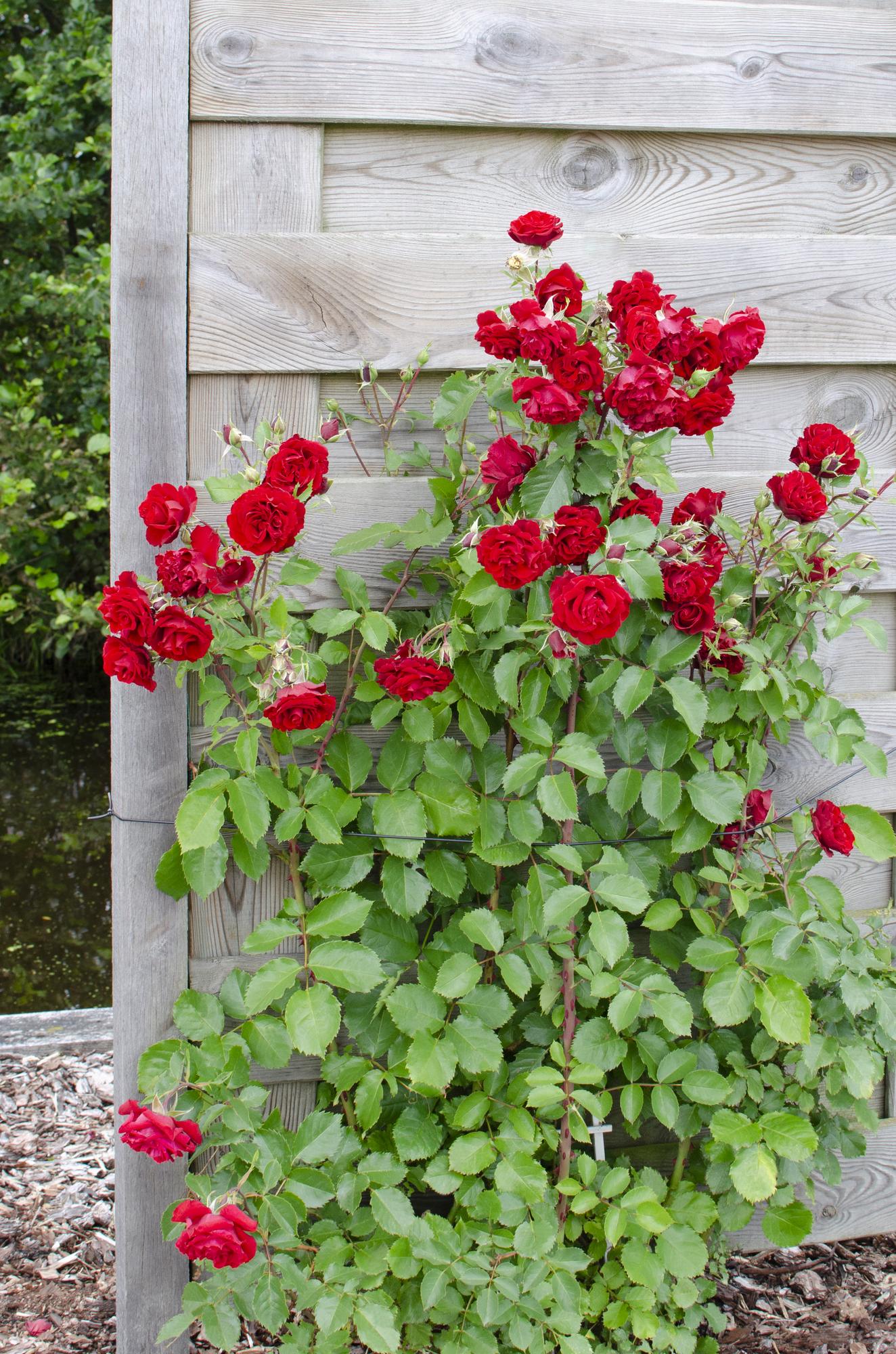 3x Rosa Crazy in Love 'Red' – Duftende Zierrose Ø15cm