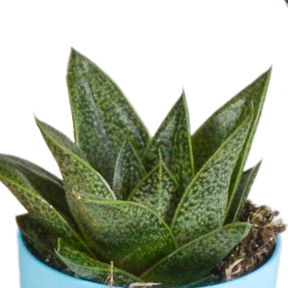 Gasteria & Haworthia Sukkulenten-Mix, 5er Set
