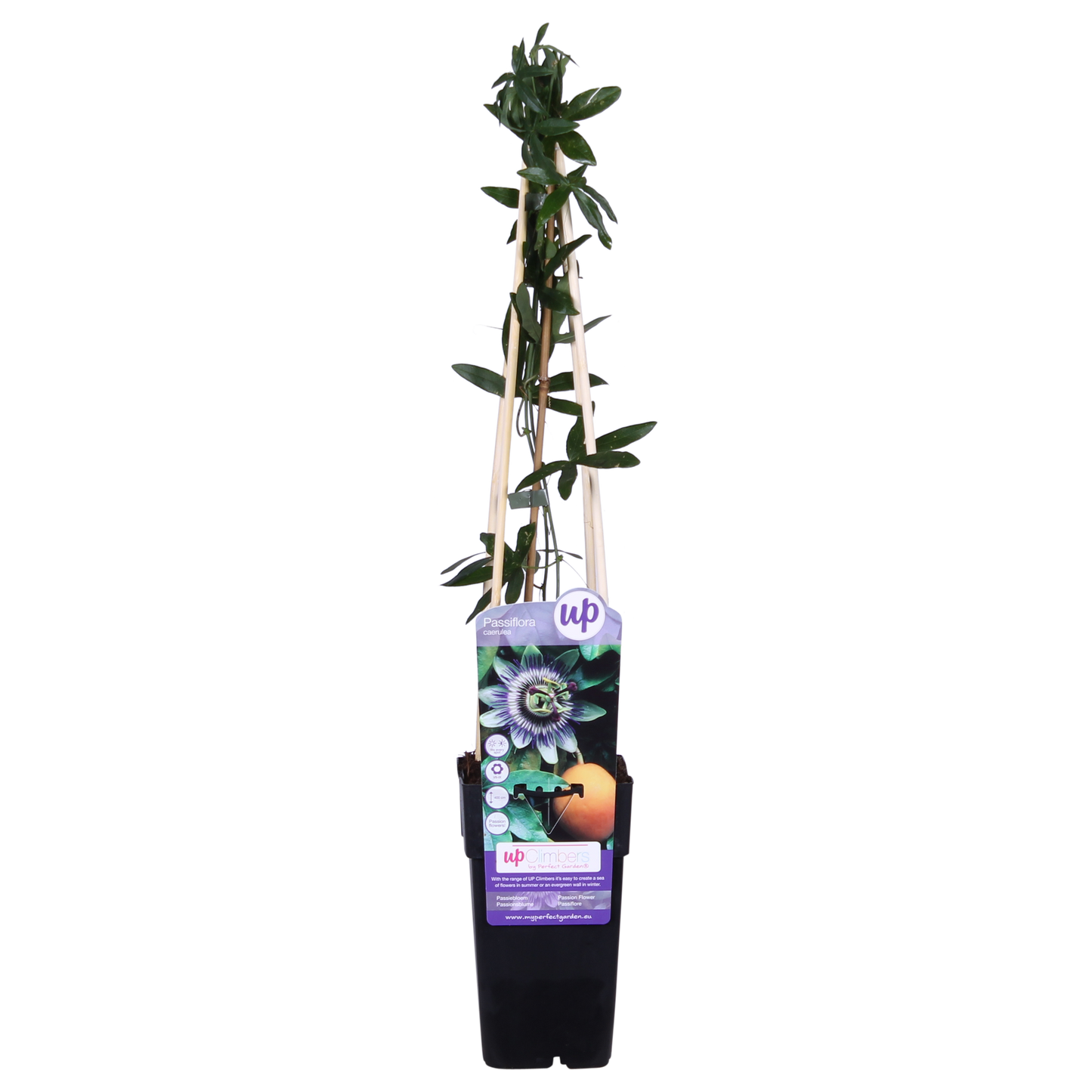 Passiflora caerulea – Winterharte Kletterpflanze Ø15cm