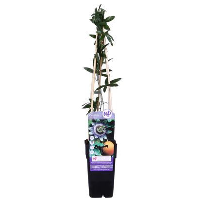 Passiflora caerulea – Winterharte Kletterpflanze Ø15cm