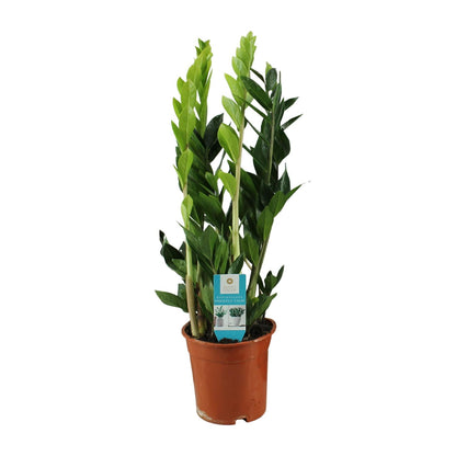 Zamioculcas Zamiifolia – Pflegeleichte ZZ-Pflanze Ø17cm, 65cm hoch