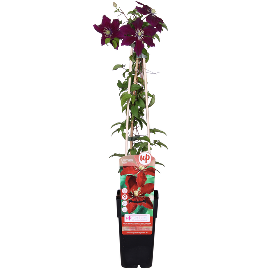 Clematis Niobe – Rote, pflegeleichte Kletterpflanze 65 cm