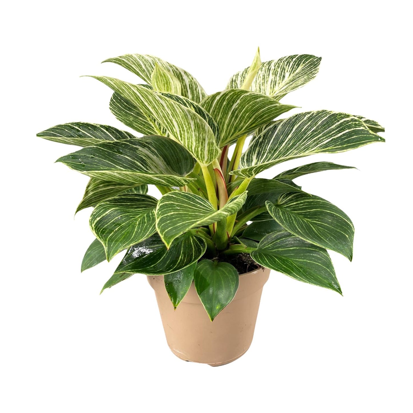 Philodendron Birkin – Trendige, pflegeleichte Zimmerpflanze Ø15cm