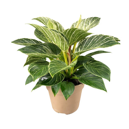 Philodendron Birkin – Trendige, pflegeleichte Zimmerpflanze Ø15cm