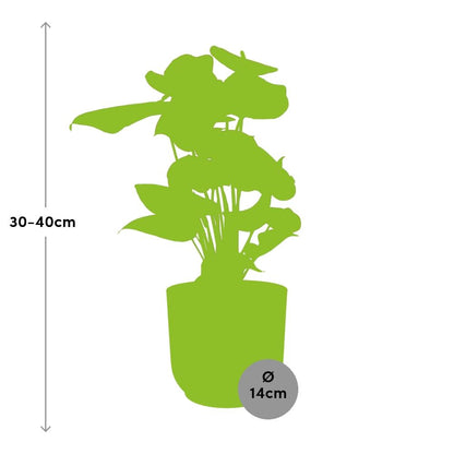 Anthurium Red 12cm in ELHO Vibes Fold 14cm Gelb