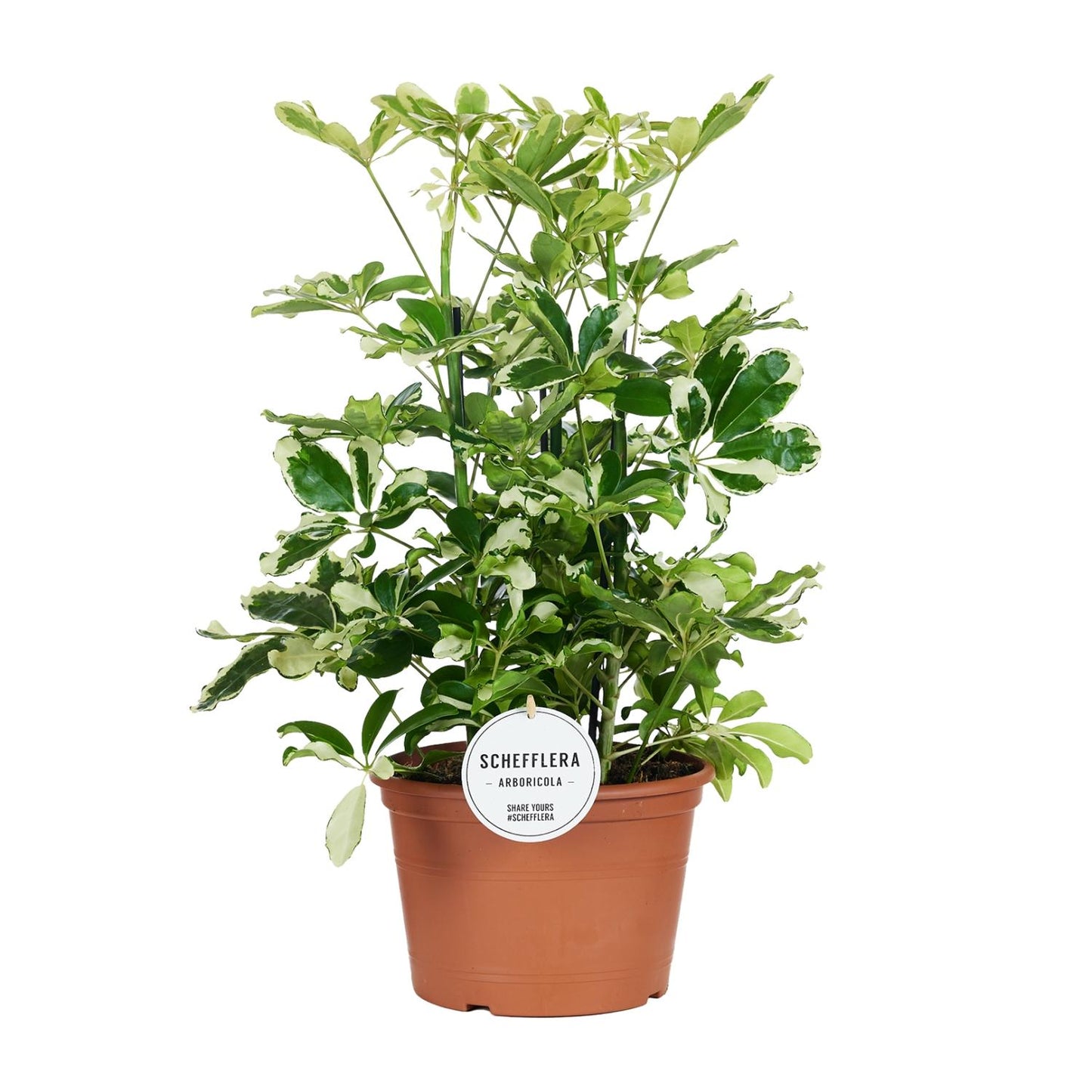 Schefflera Charlotte – Pflegeleichter Schirmbaum Ø21cm
